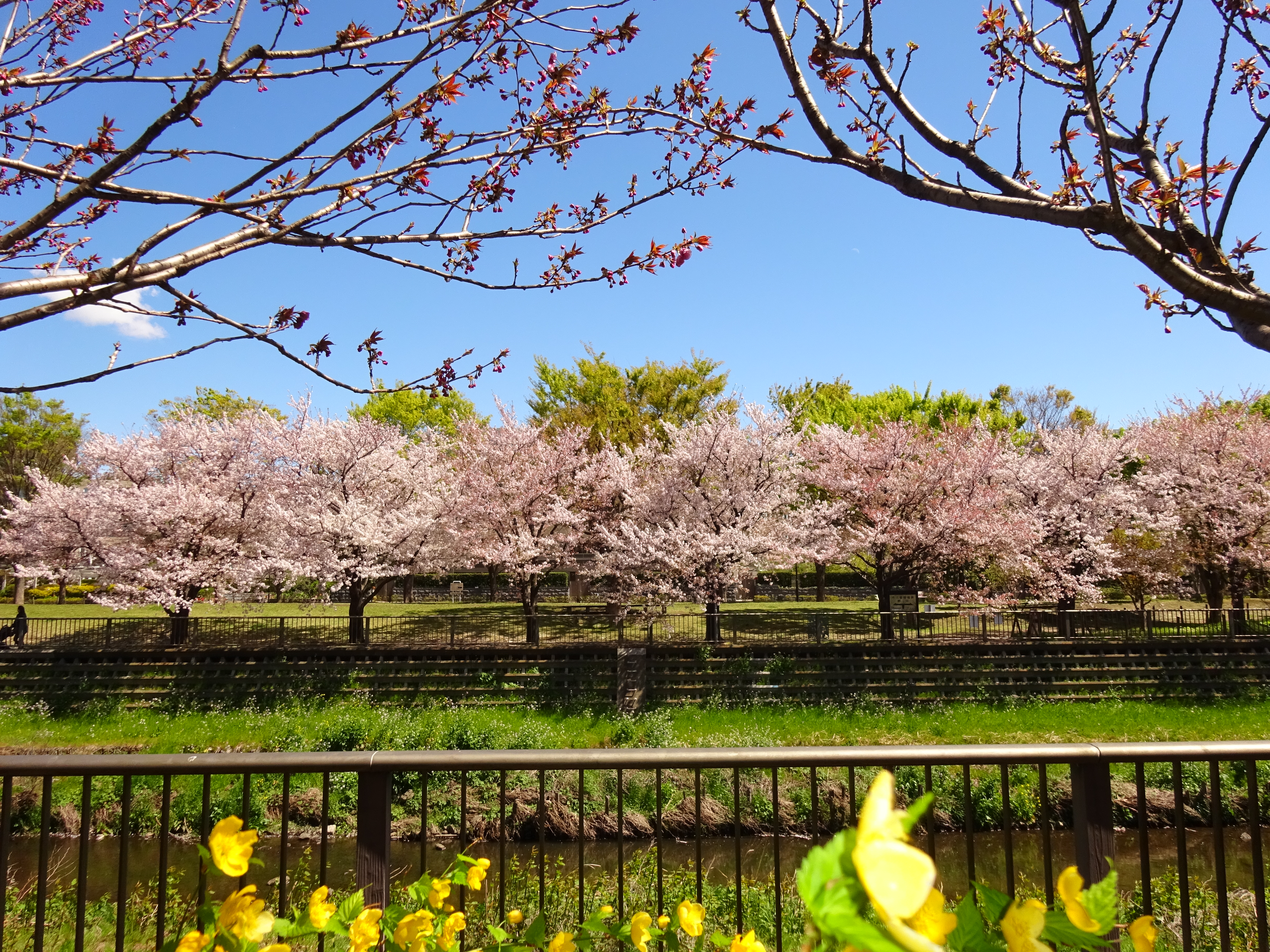 桜咲く野川沿いの住まいです。喜多見駅から歩いてくると東野川にこんな桜スポットが！？