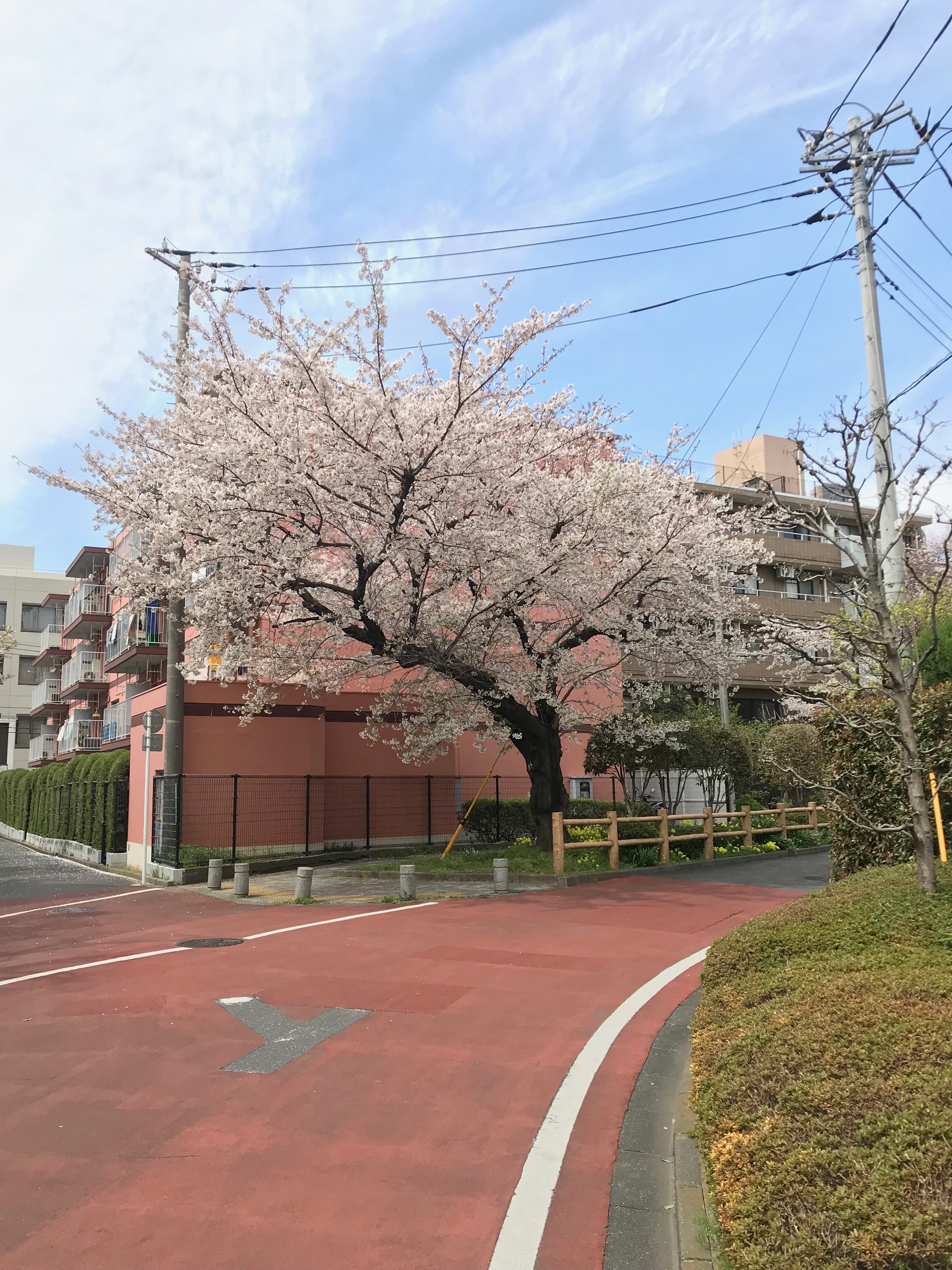 狛江の桜！（桜のトンネル）夜にはライトアップもしてます！狛江名物と言っても良いでしょう！