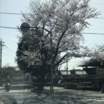 狛江市の桜！