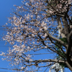 狛江市の桜！