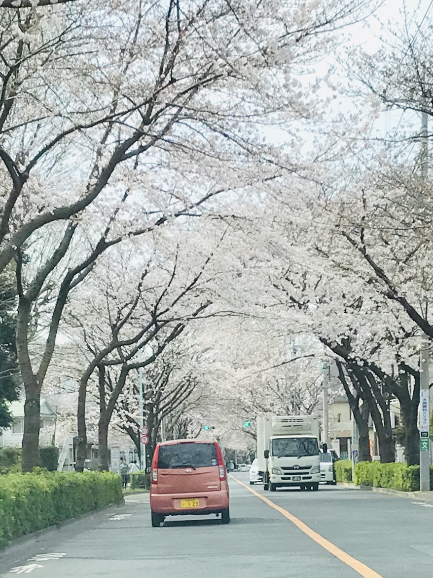 狛江の桜Ⅱ！