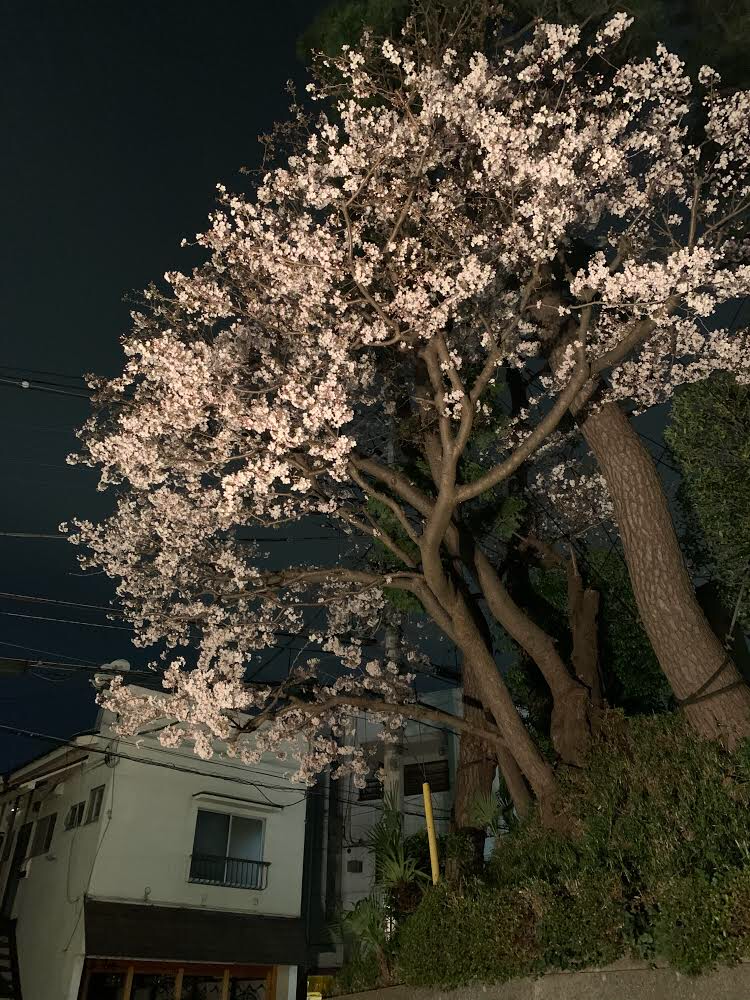 狛江の桜！Ⅲ