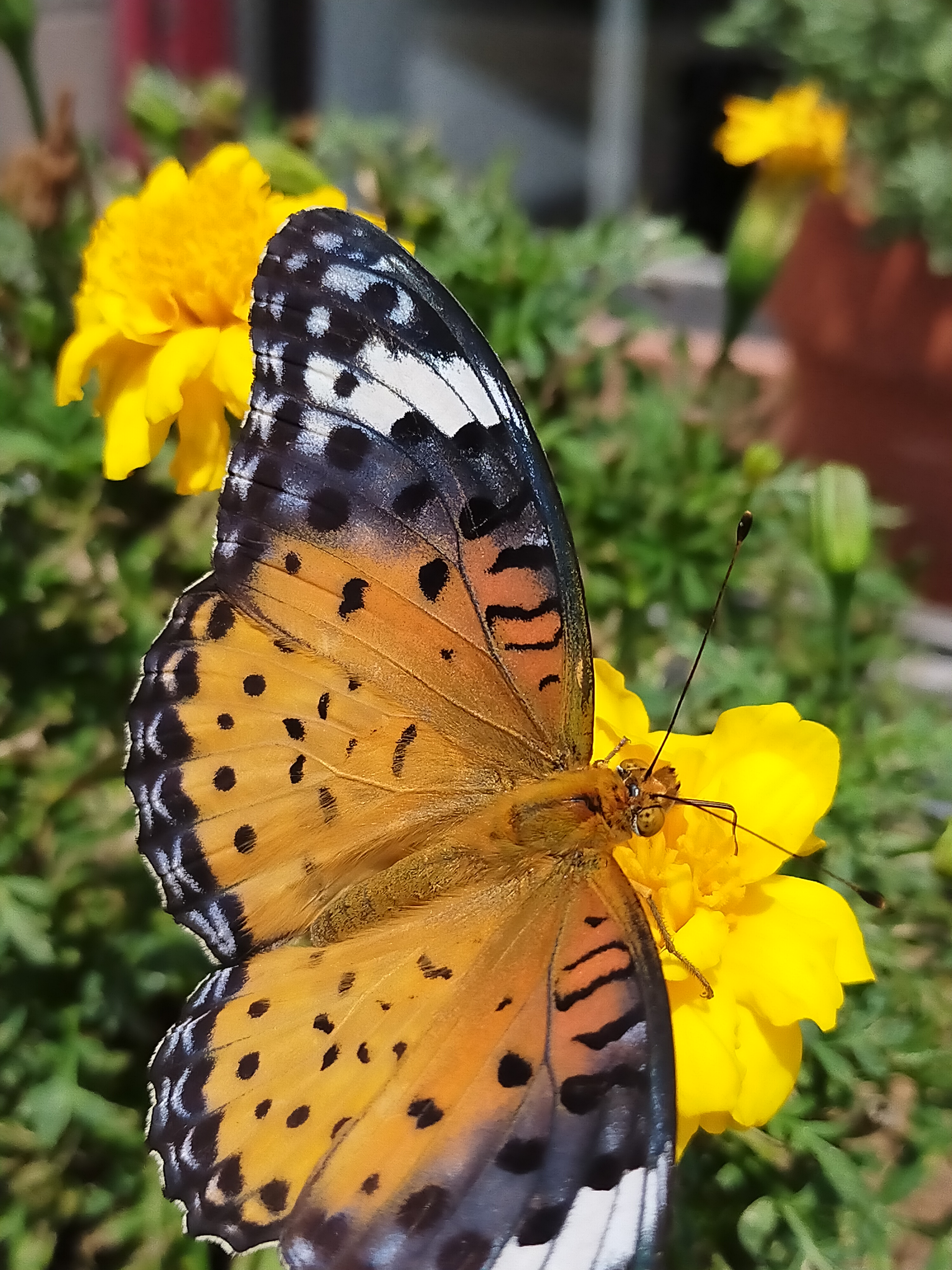 すてきなお客様🦋